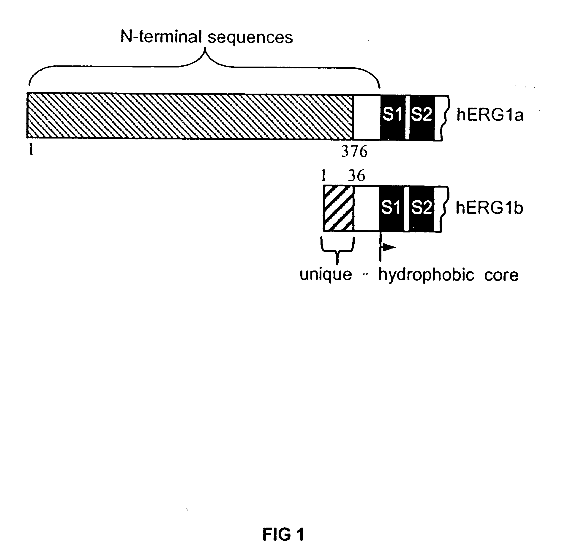 Stable cell lines expressing HERG1a and HERG1b