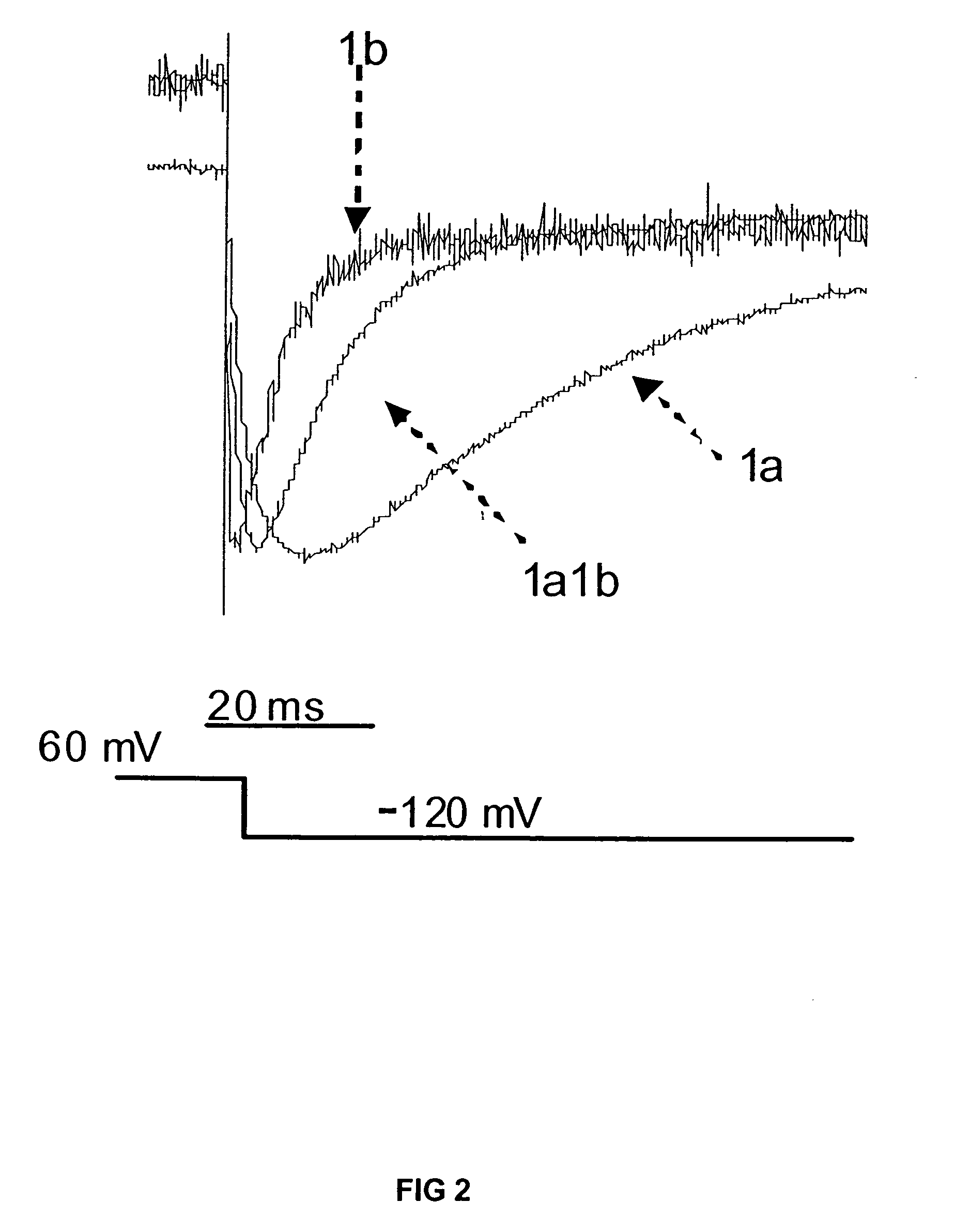 Stable cell lines expressing HERG1a and HERG1b