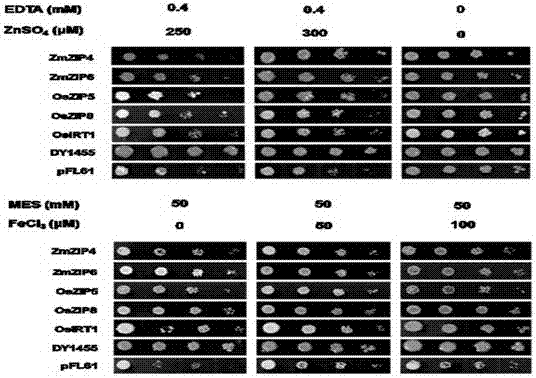 Zea mays zinc iron-regulated transporter ZmZIP4 and ZmZIP6 genes and applications thereof