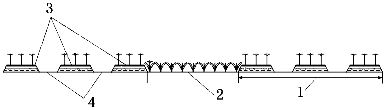 Ramie planting and harvesting method