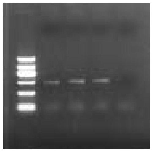 A method for analyzing plant endophytic bacterial flora