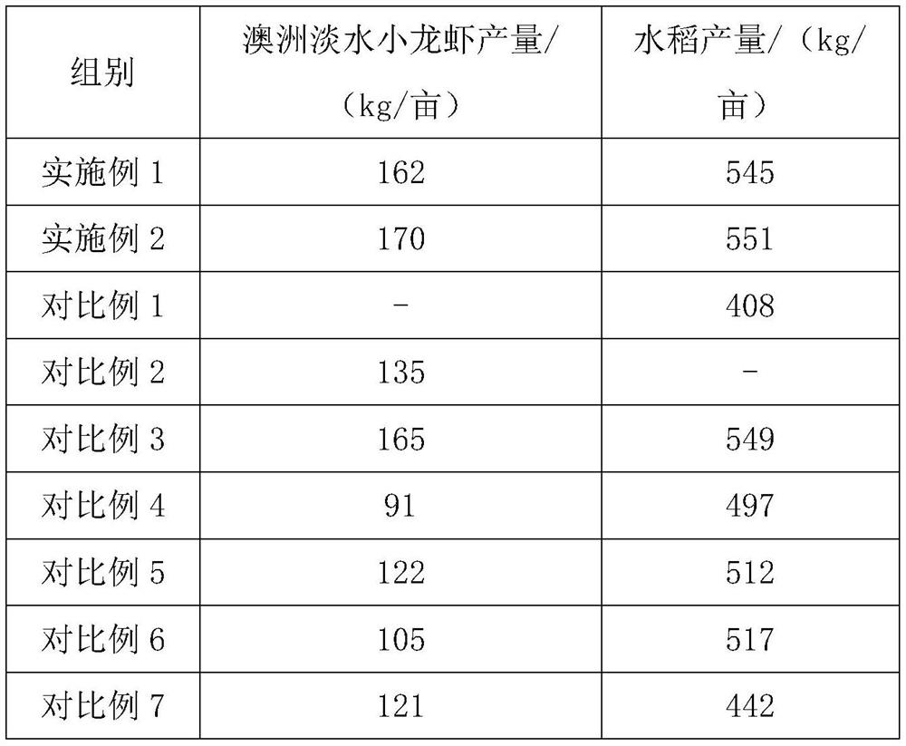 Method for breeding Australian freshwater crayfishes in rice field