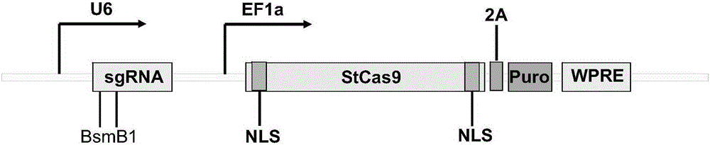 Streptococcus thermophilus derived human CXCR3 gene target sequence recognizable by CRISPR (clustered regularly interspaced short palindromic repeat)-Cas9 (CRISPR associated 9) system and sgRNA (single guide ribonucleic acid) and application thereof