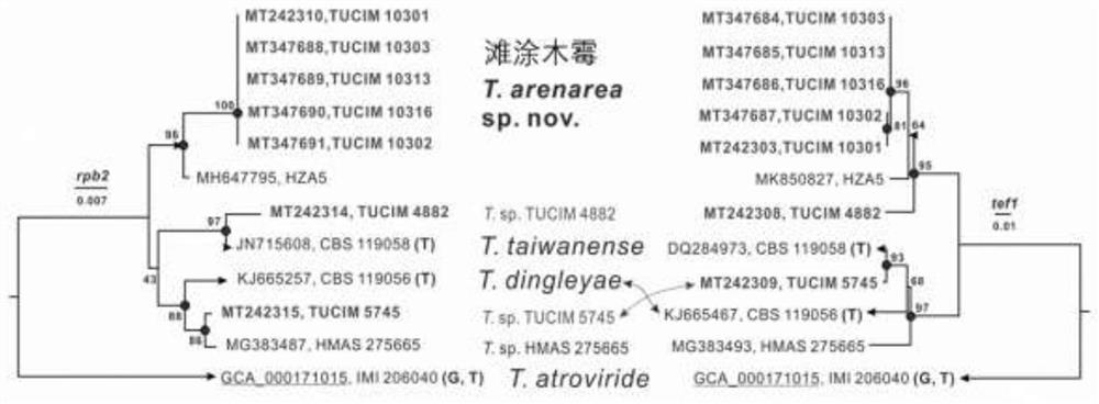 New trichoderma with saline-alkaline tolerance and application of new trichoderma