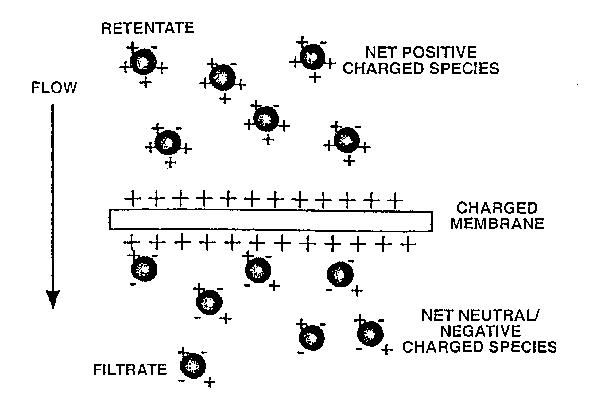 Charged filtration membranes and uses therefor