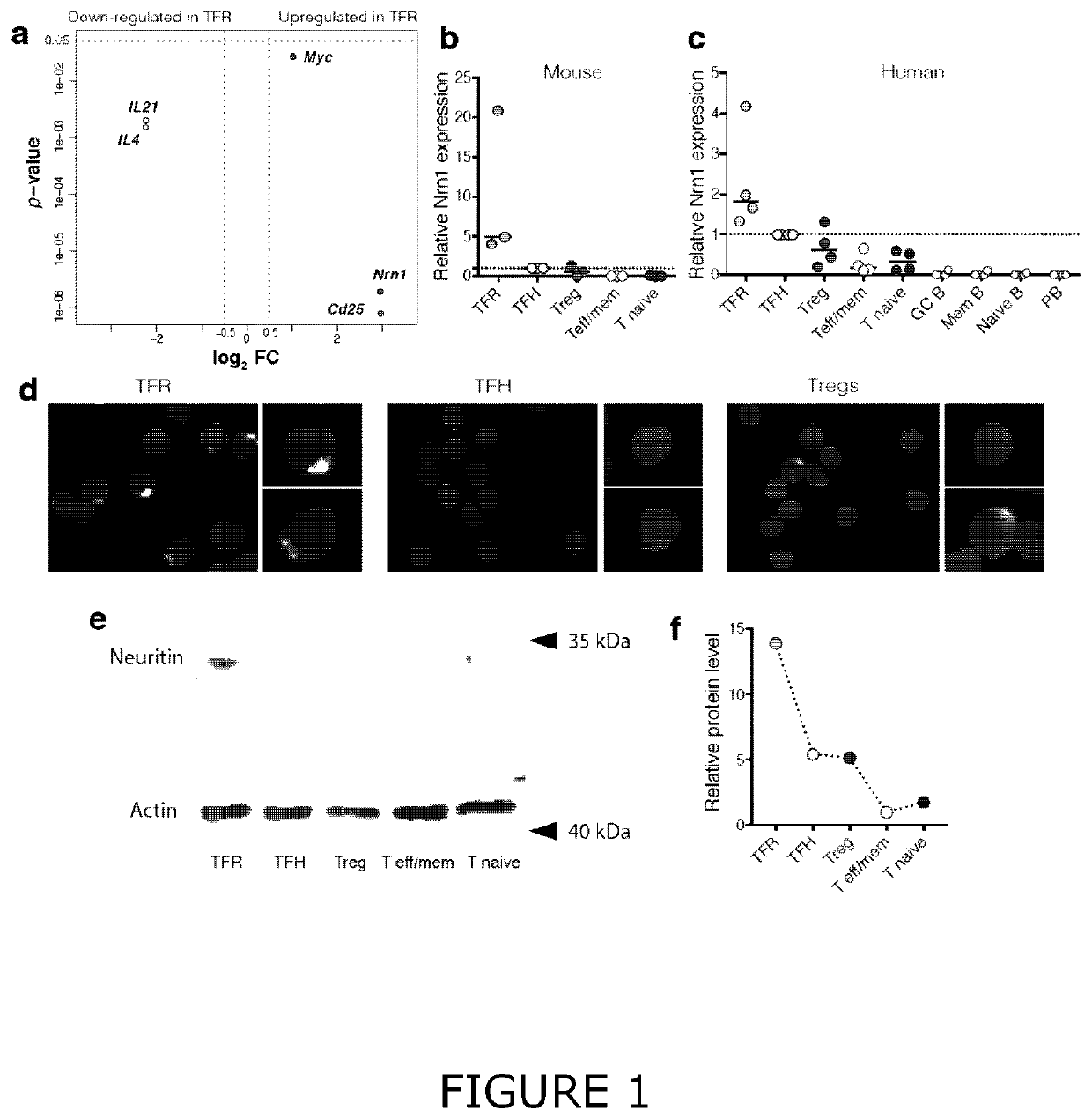 Immunoregulatory molecules and uses therefor