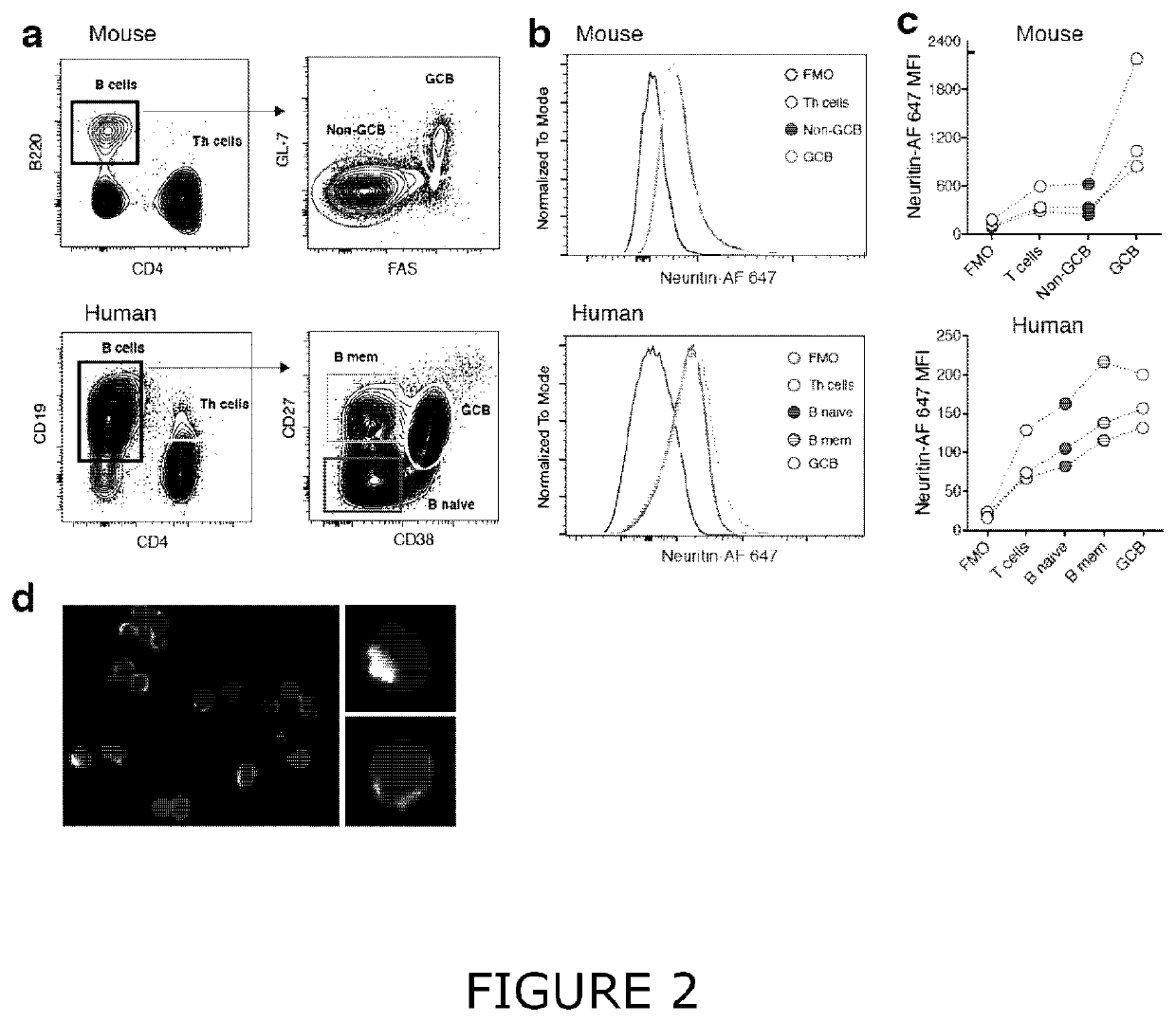 Immunoregulatory molecules and uses therefor