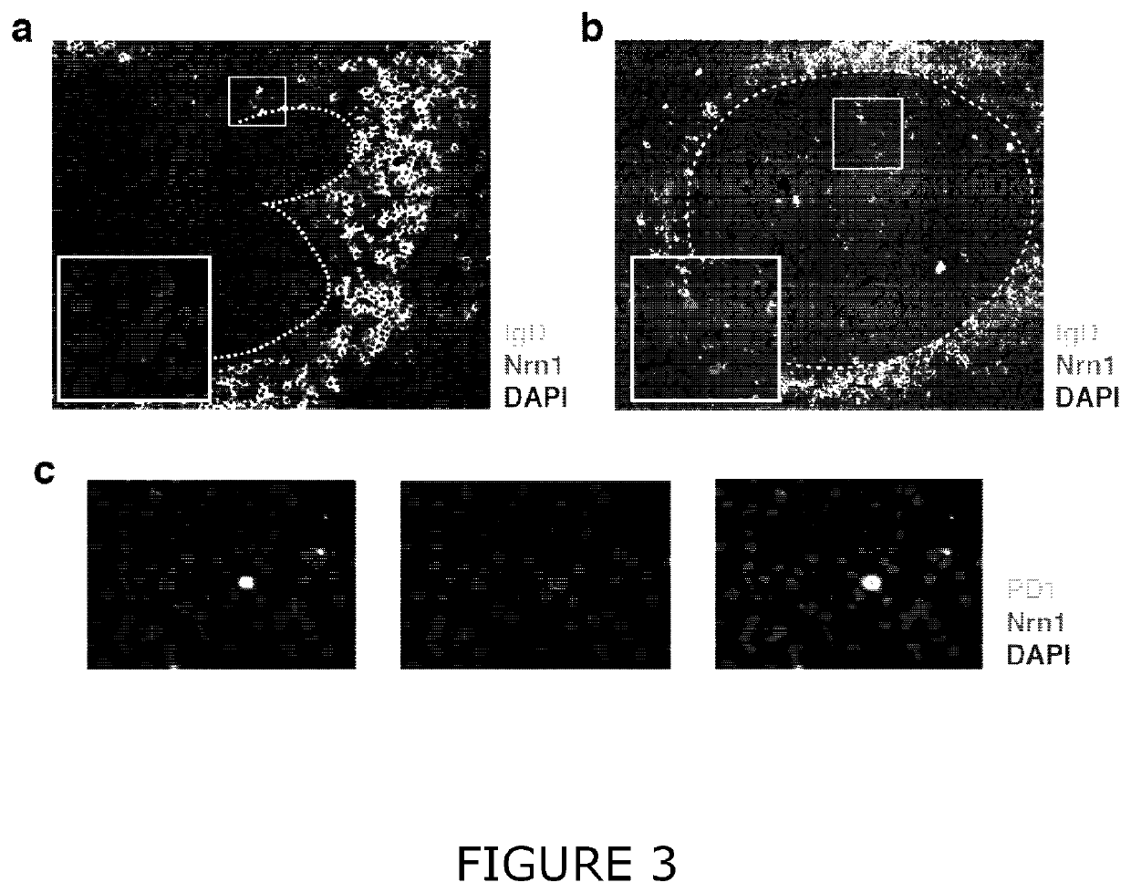 Immunoregulatory molecules and uses therefor