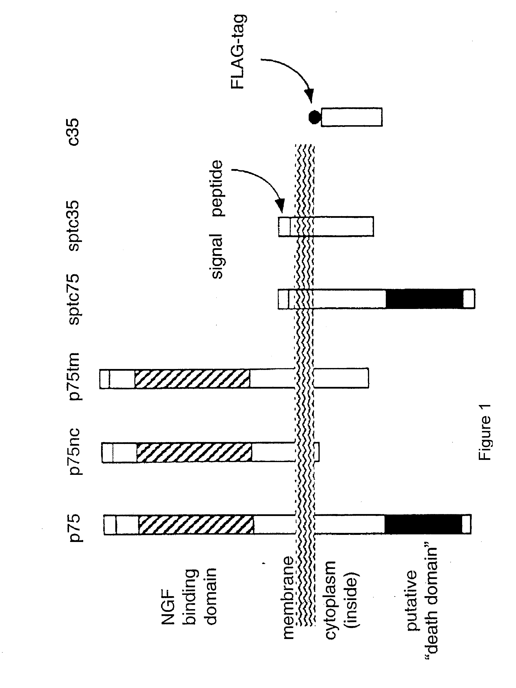 Method of modulating cell survival and reagents useful for same
