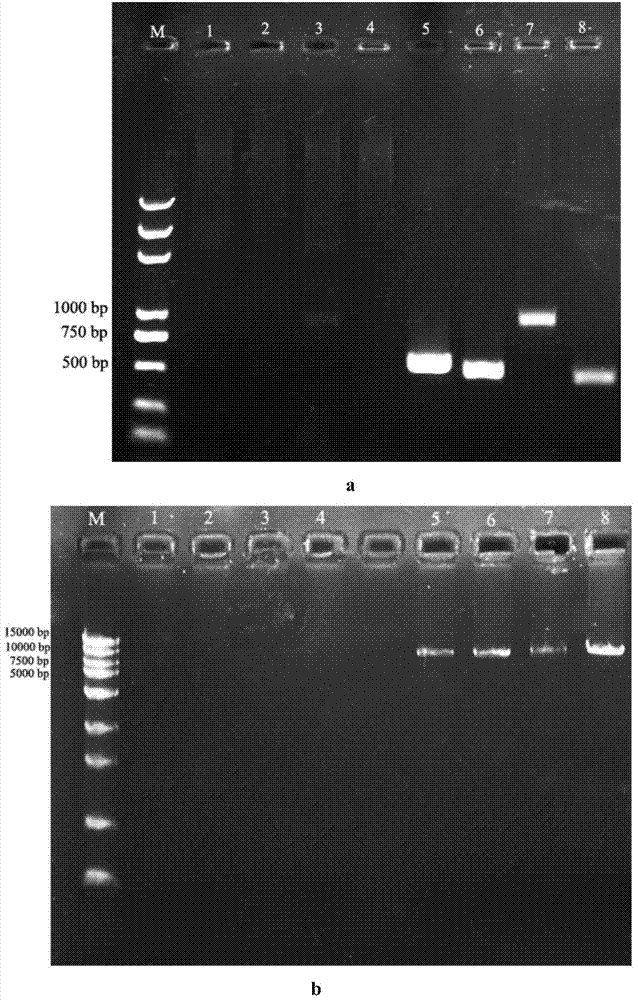 Monascus strain and application thereof in preparing functional monascus