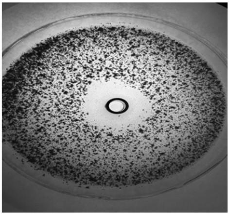 A kind of crop pathogen antagonistic actinomycetes and its screening and application