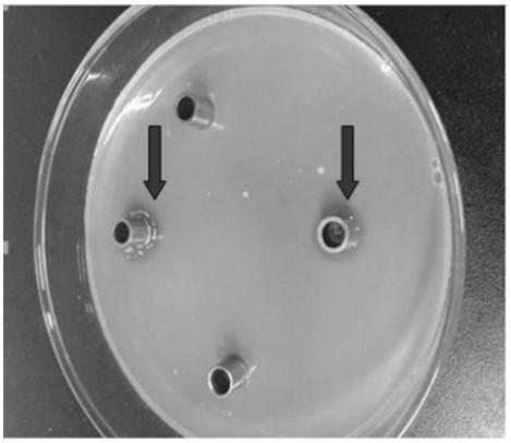 A kind of crop pathogen antagonistic actinomycetes and its screening and application