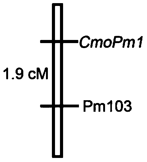 Molecular markers of Chinese squash powdery mildew and primer pairs for identifying resistance traits of Chinese squash powdery mildew