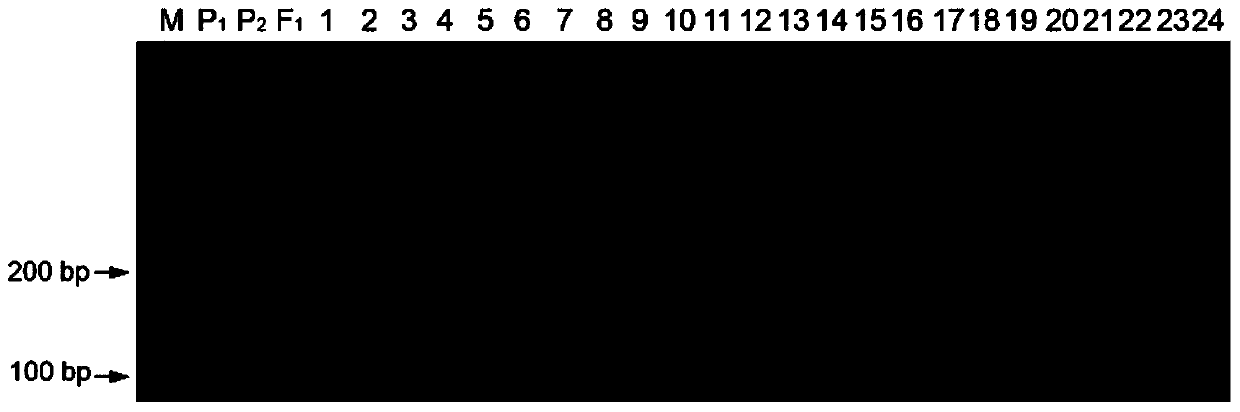 Molecular markers of Chinese squash powdery mildew and primer pairs for identifying resistance traits of Chinese squash powdery mildew