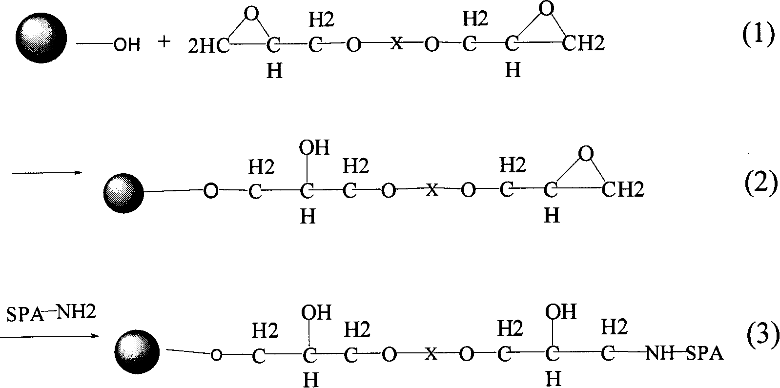 Protein A immuo adsorption material and preparing method