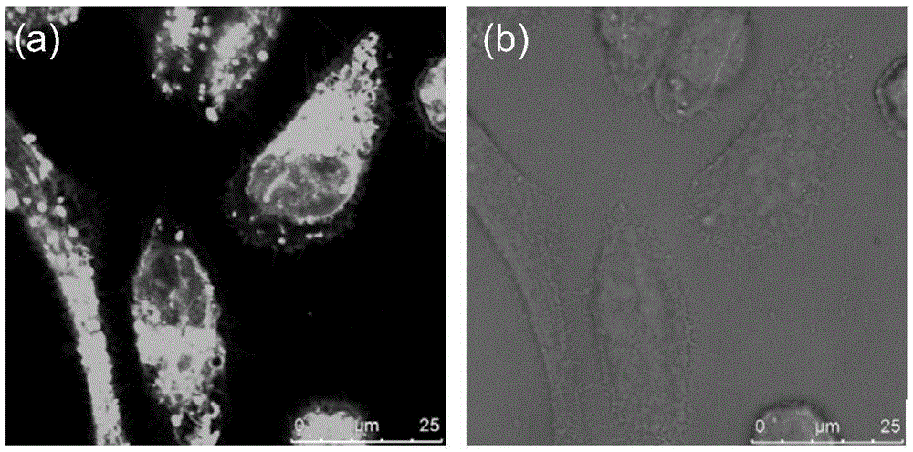 Amphiphilic molecules with aggregation-induced emission effects, preparing method thereof and uses of the amphiphilic molecules