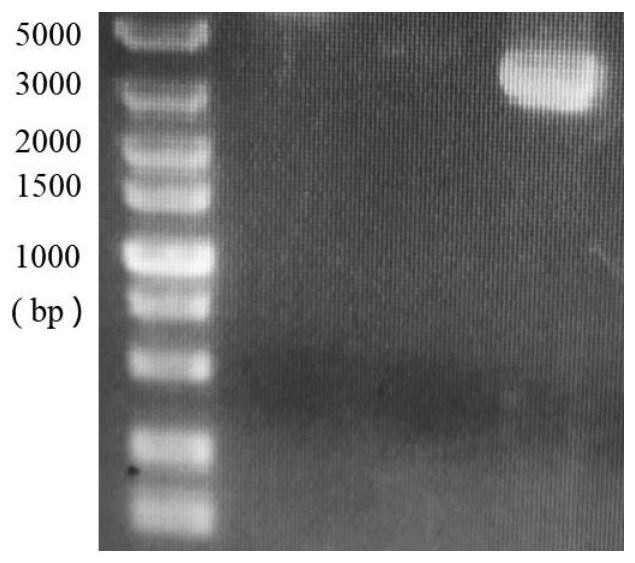 Method for increasing yield of 2'-fucosyllactose synthesized by escherichia coli engineering bacteria