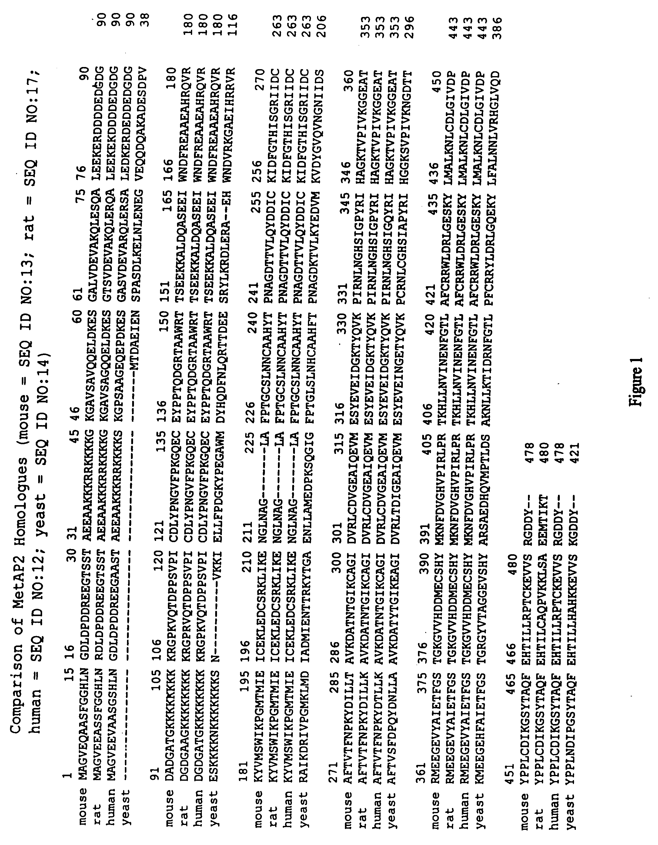 Dominant negative variants of methionine aminopeptidase 2 (MetAP2) and clinical uses thereof