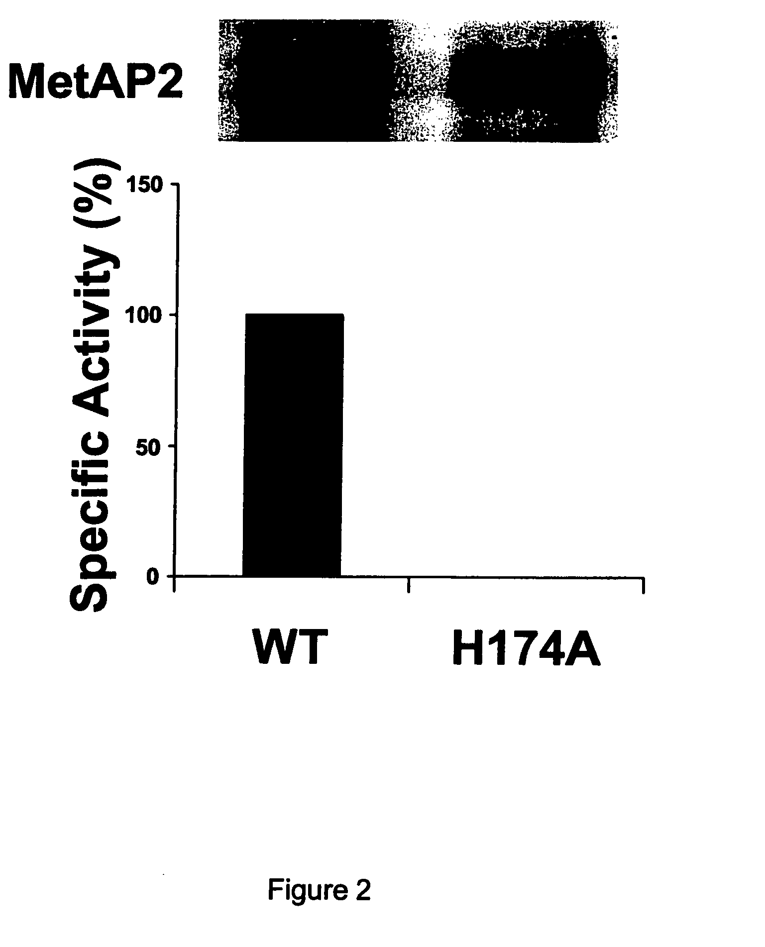Dominant negative variants of methionine aminopeptidase 2 (MetAP2) and clinical uses thereof