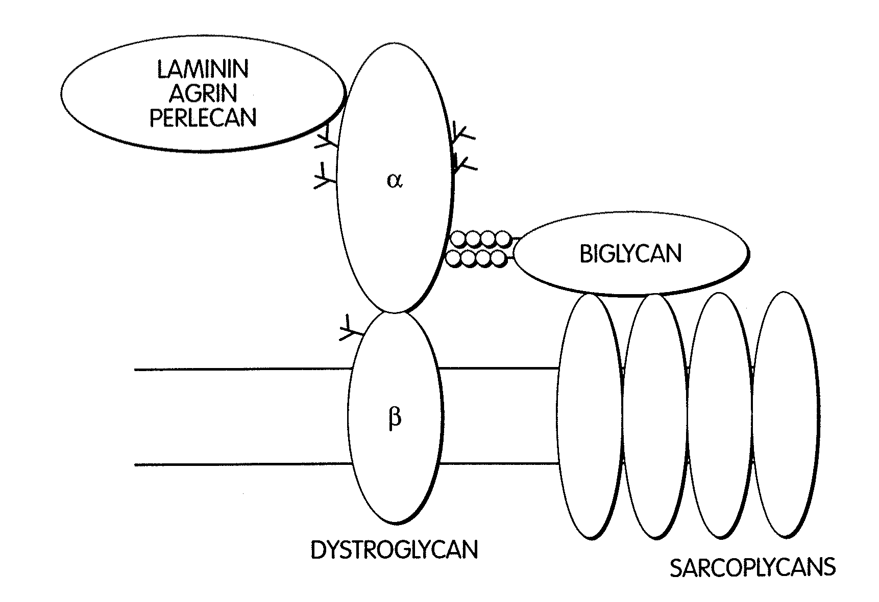 Biglycan and related therapeutics and methods of use