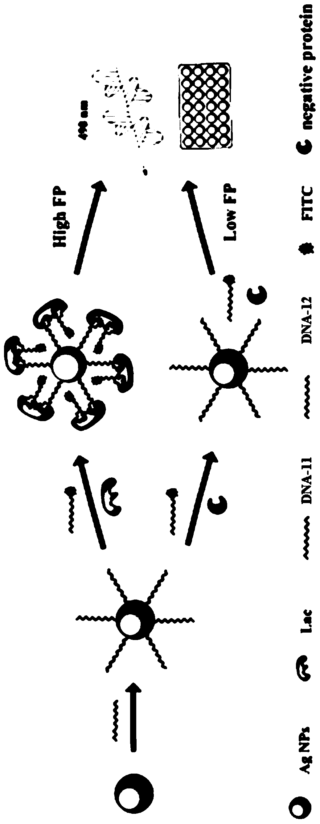 Fluorescent polarization aptasensor based on dual signal amplification and its application