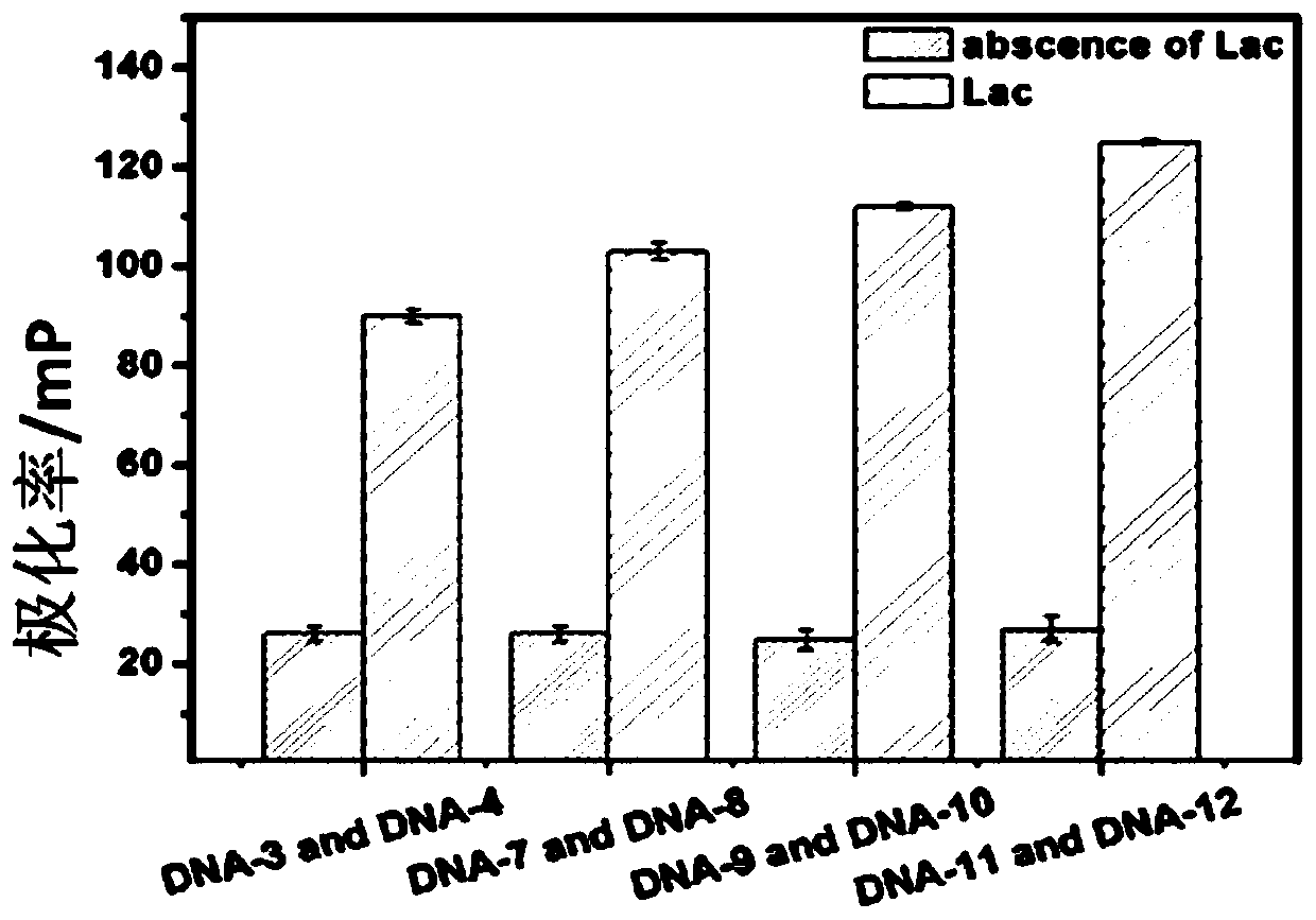 Fluorescent polarization aptasensor based on dual signal amplification and its application