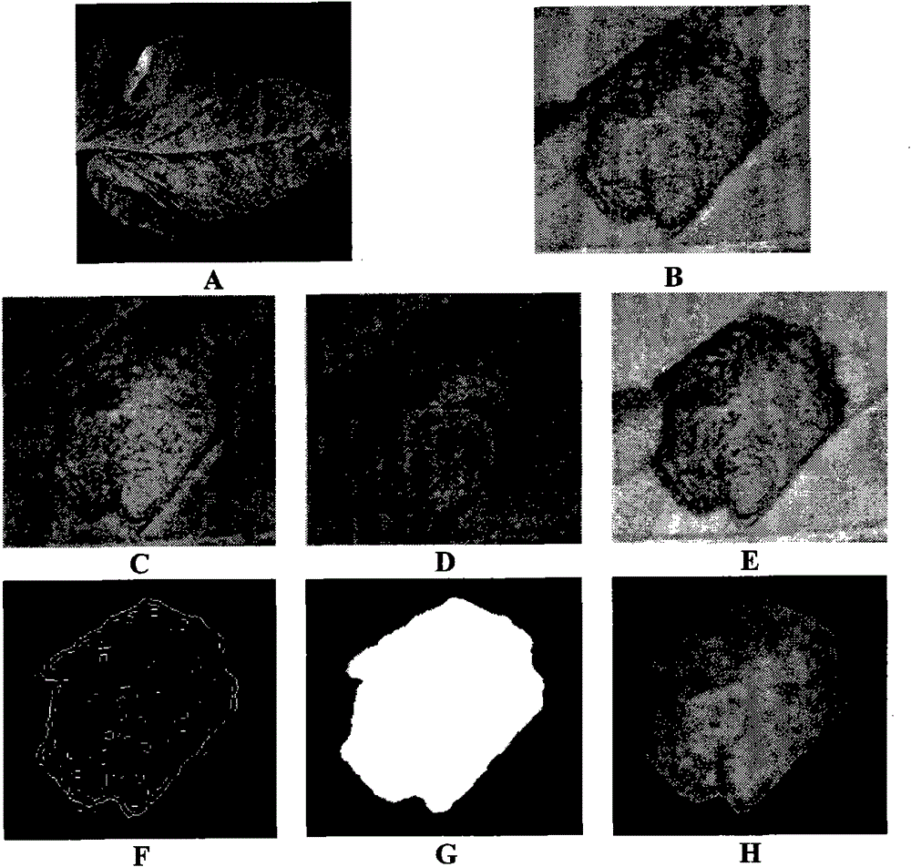 Machine vision based real-time diagnosis method and system of vegetable leaf diseases