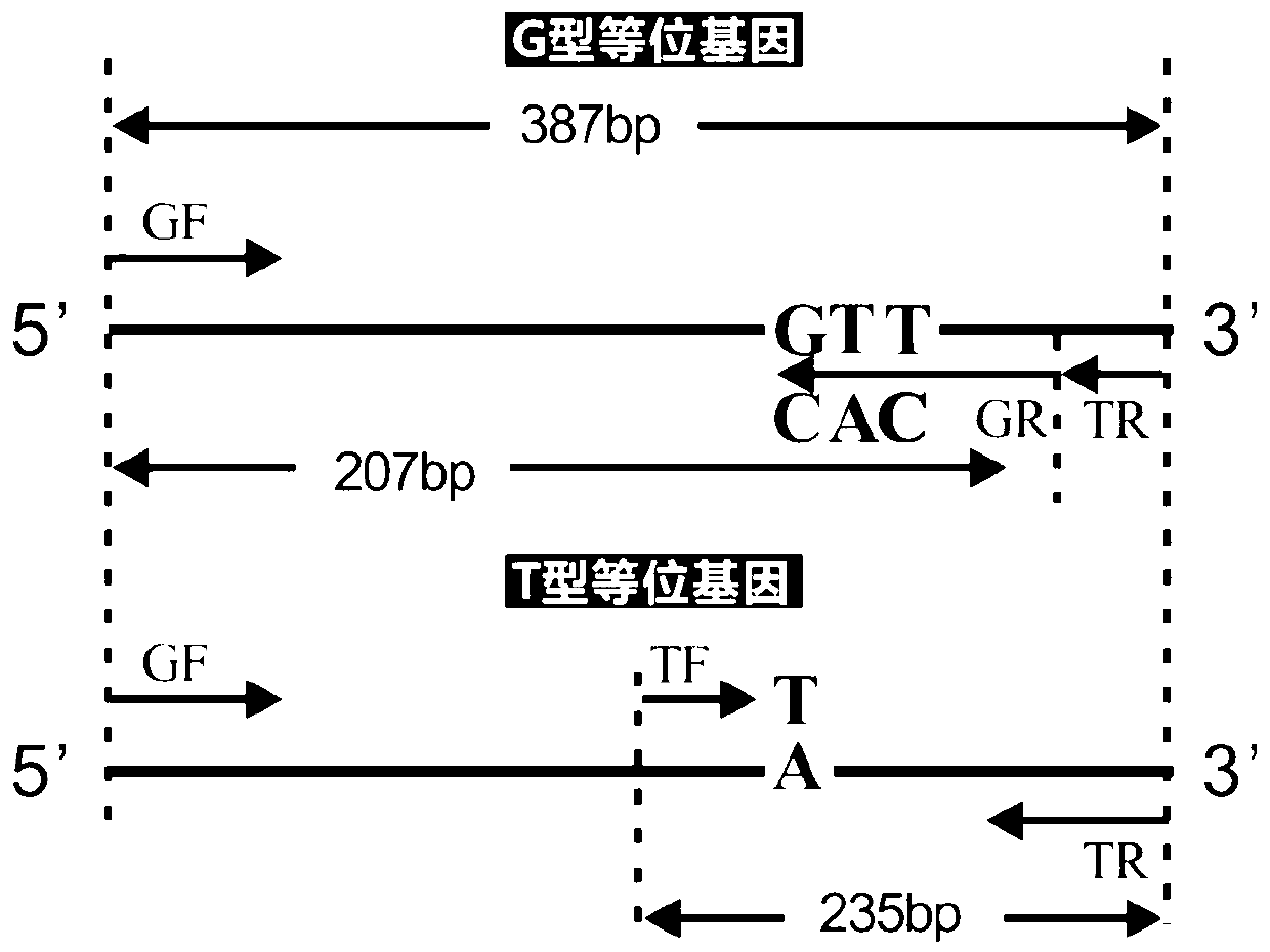 Genotype identification primer and method of rice amylose content control gene Wx and identification method