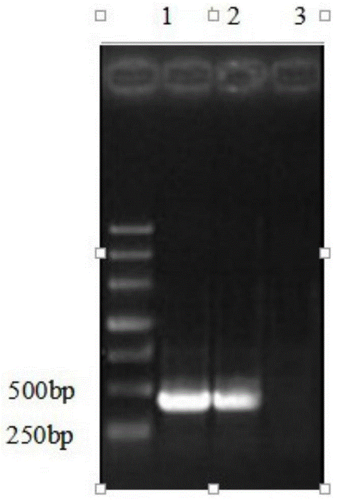 Preparation method and application of a kind of immortalized duck embryo liver cell line