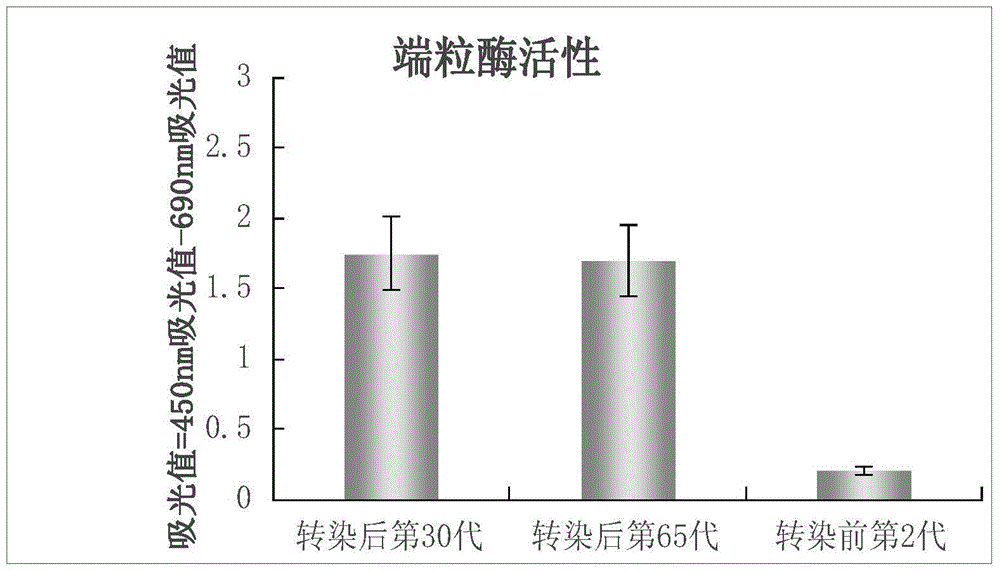 Preparation method and application of a kind of immortalized duck embryo liver cell line