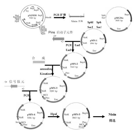 Method for constructing lactobacillus expression plasmid with Nisin as natural resistance selection marker
