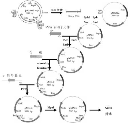 Method for constructing lactobacillus expression plasmid with Nisin as natural resistance selection marker
