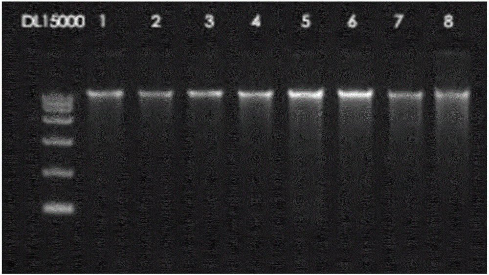 Streptomyces griseorubens pectinesterase as well as coding gene and application thereof