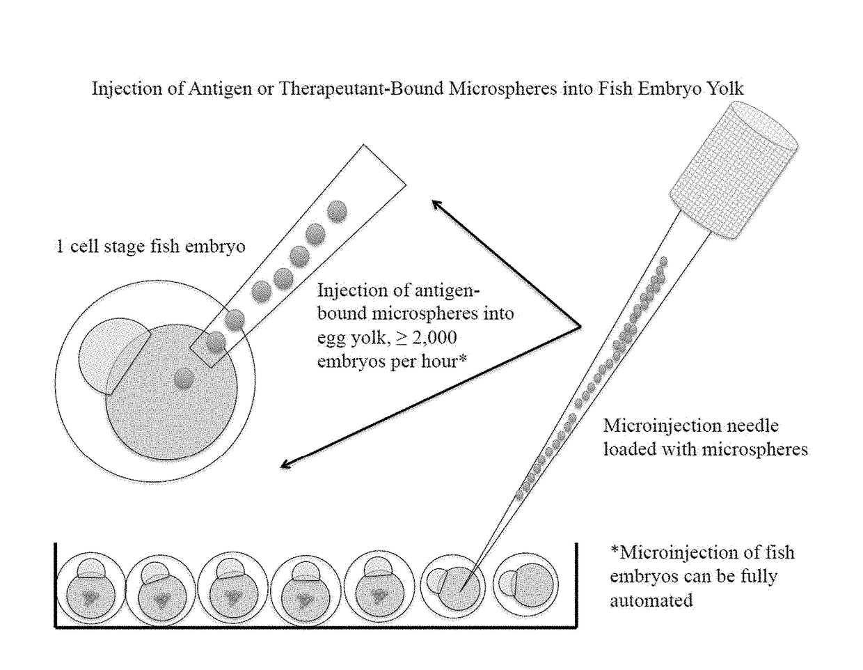 Method for injectable delivery of a therapeutic agent into a fish embryo