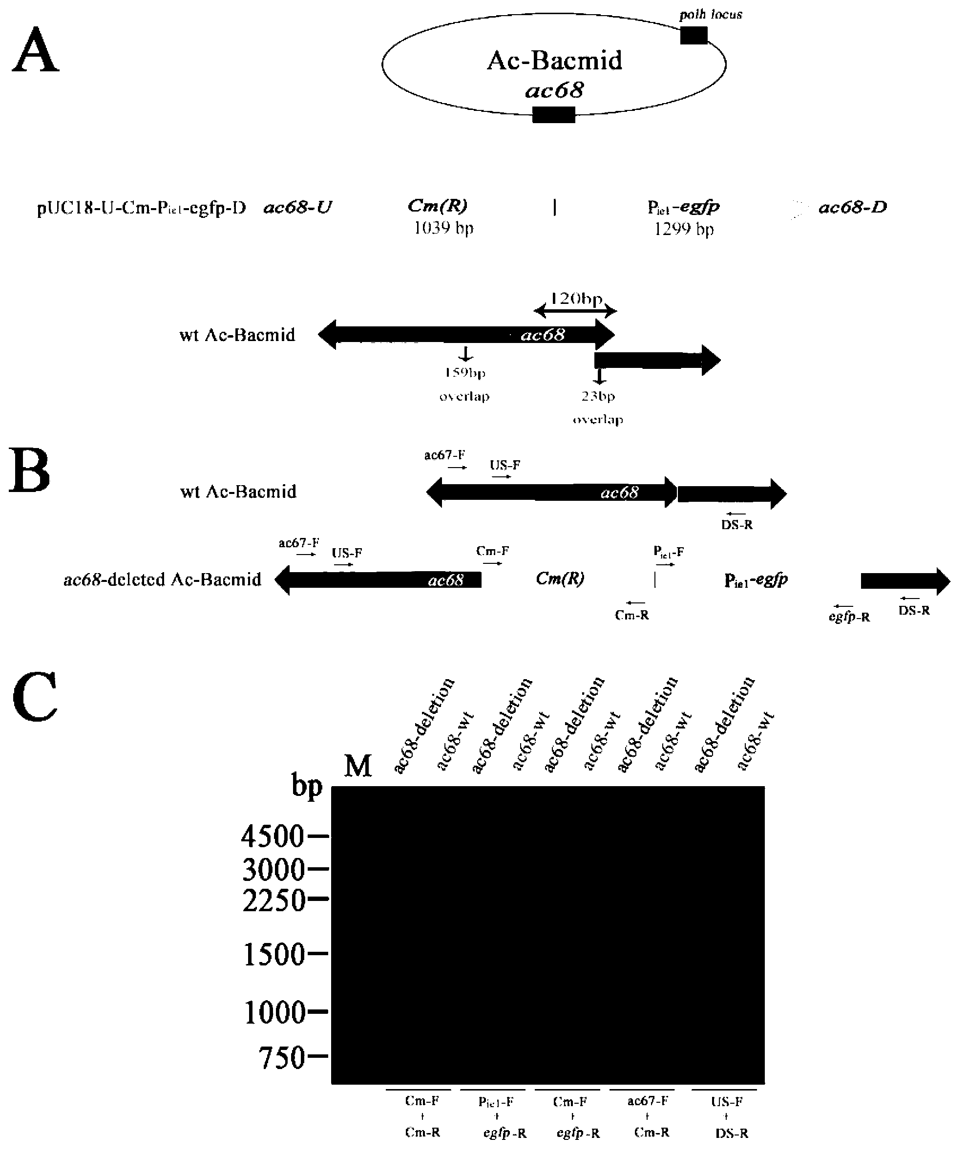 Method used for rapidly identifying generation of recombinant virus particles in eukaryotic expression