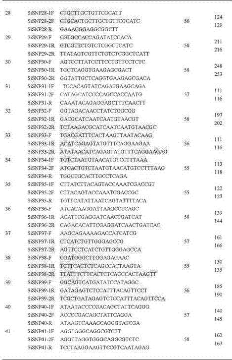 Group of SNP molecular markers for differentiating bred sesame varieties in China
