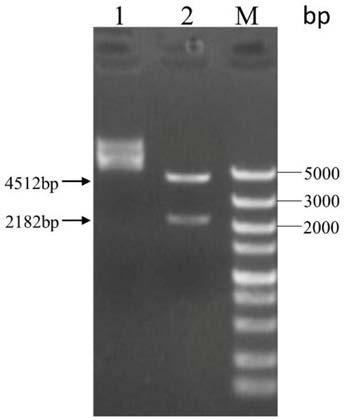 High-expression and high-activity bacteroides thetaiotaomicron heparinase I fusion protein, and encoding gene and application thereof