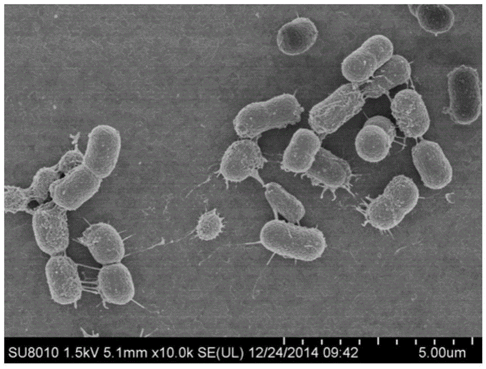 Acinetobacter pittii and application thereof
