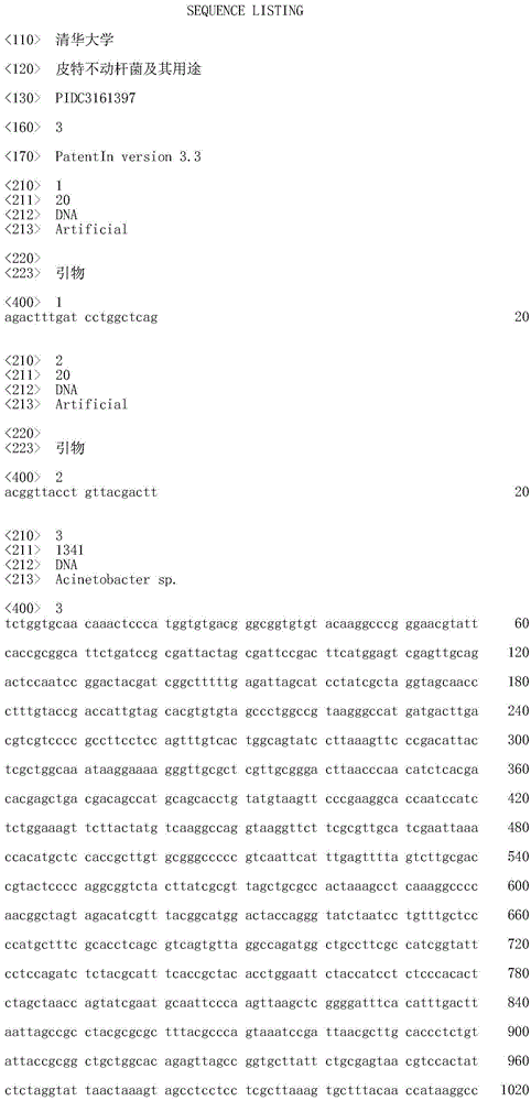 Acinetobacter pittii and application thereof