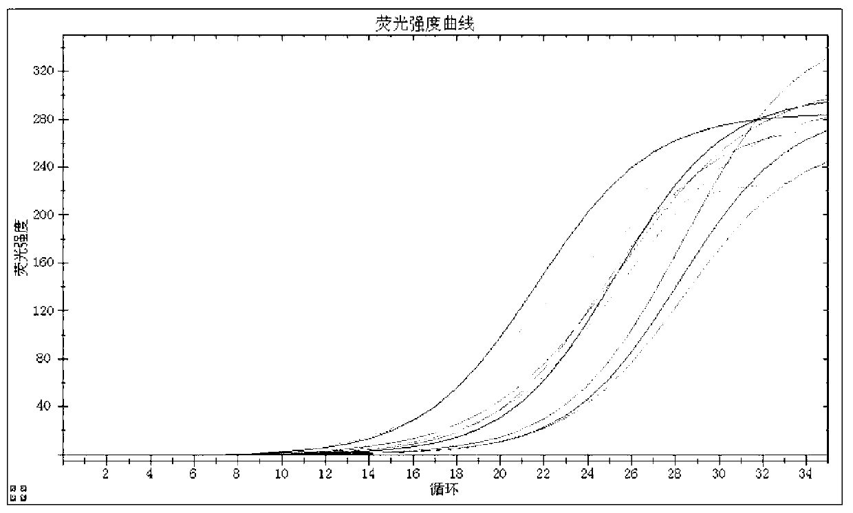 Primers, probe, detection method and kit for PCR-fluorescence detection of human papilloma virus types 16 and 18