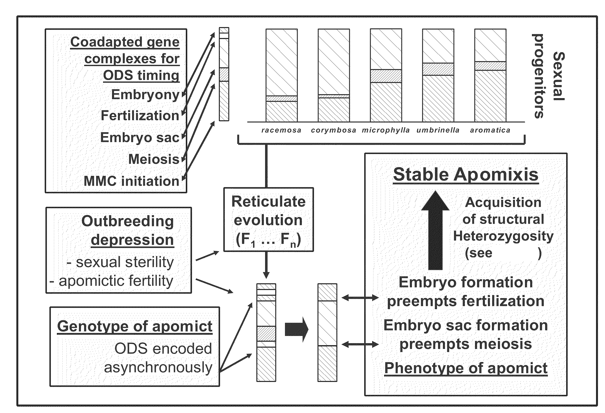 Methods for increasing the frequency of apomixis expression in angiosperms