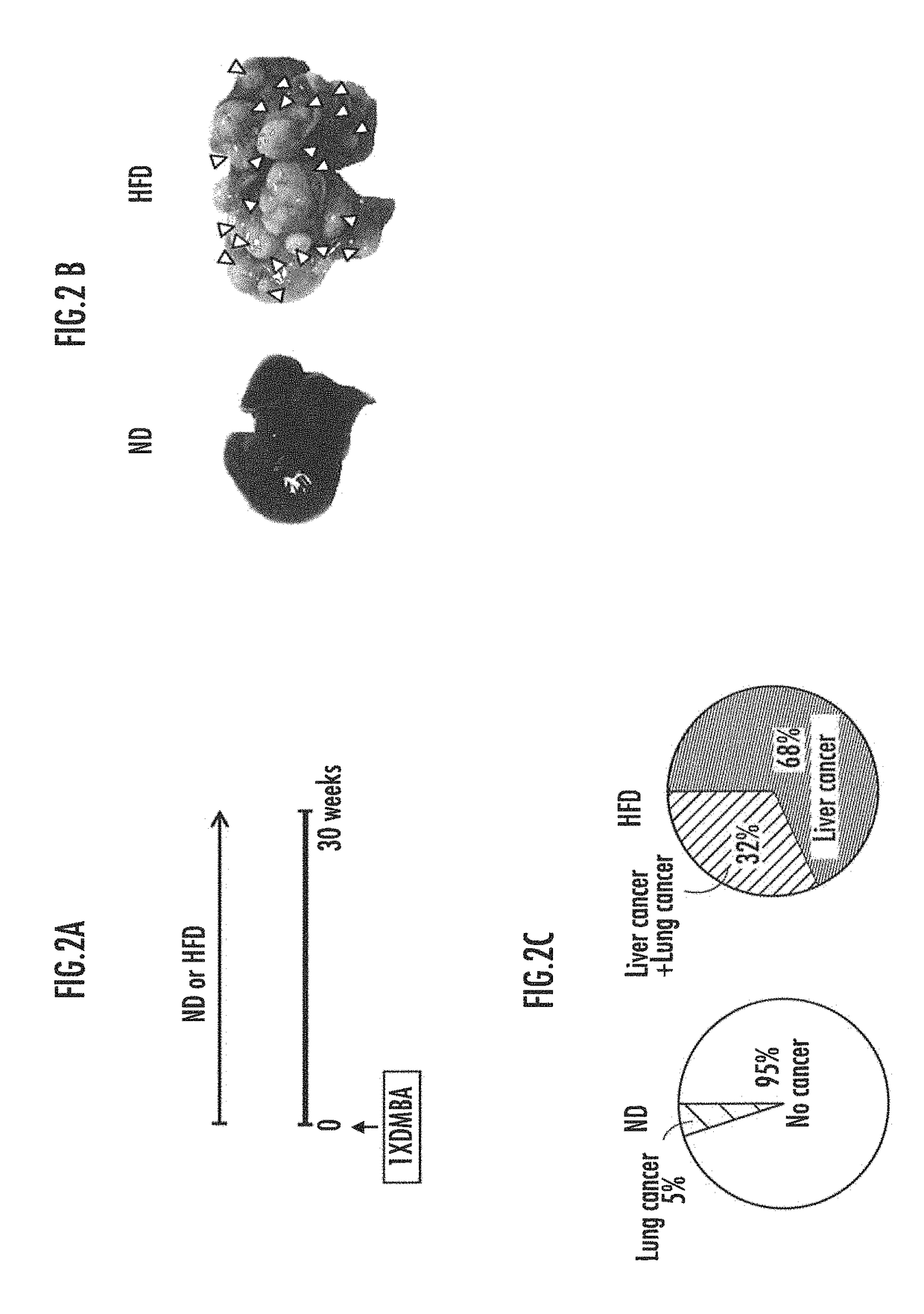 Method for screening food ingredients and food compositions