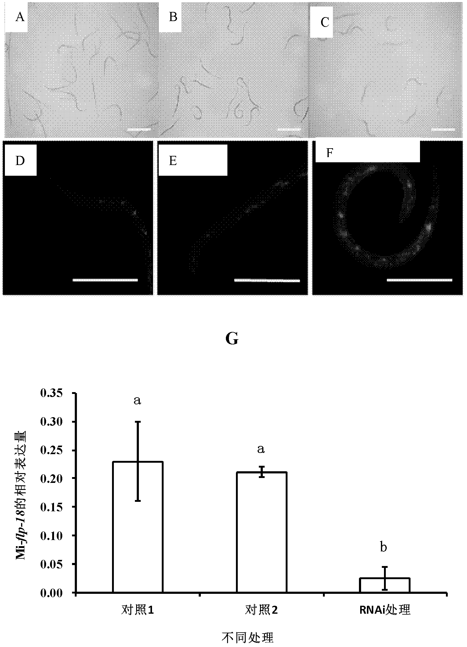 dsRNA (ribonucleic acid) capable of inhibiting FLPs neuropeptide gene and application thereof