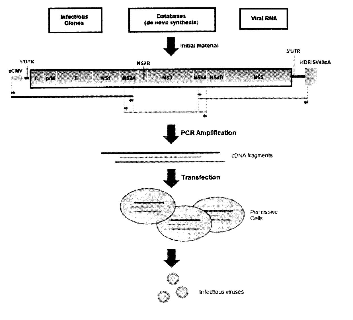 Method for rapid generation of an infectious RNA virus