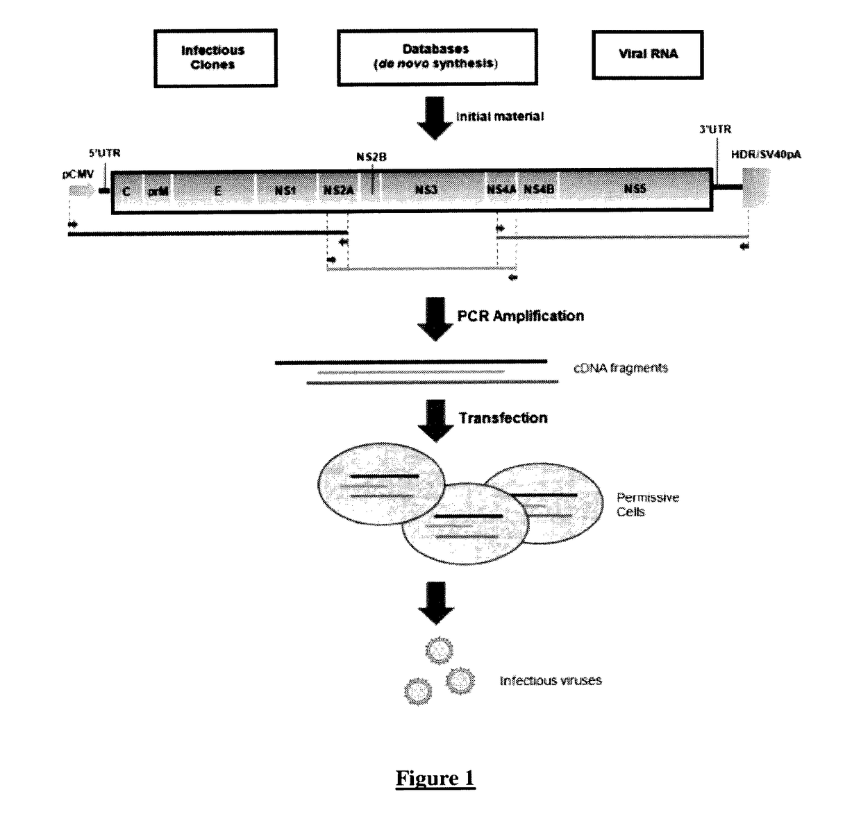 Method for rapid generation of an infectious RNA virus