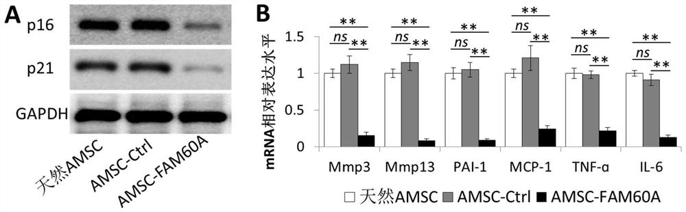 FAM60A modified mesenchymal stem cell as well as preparation method and application thereof