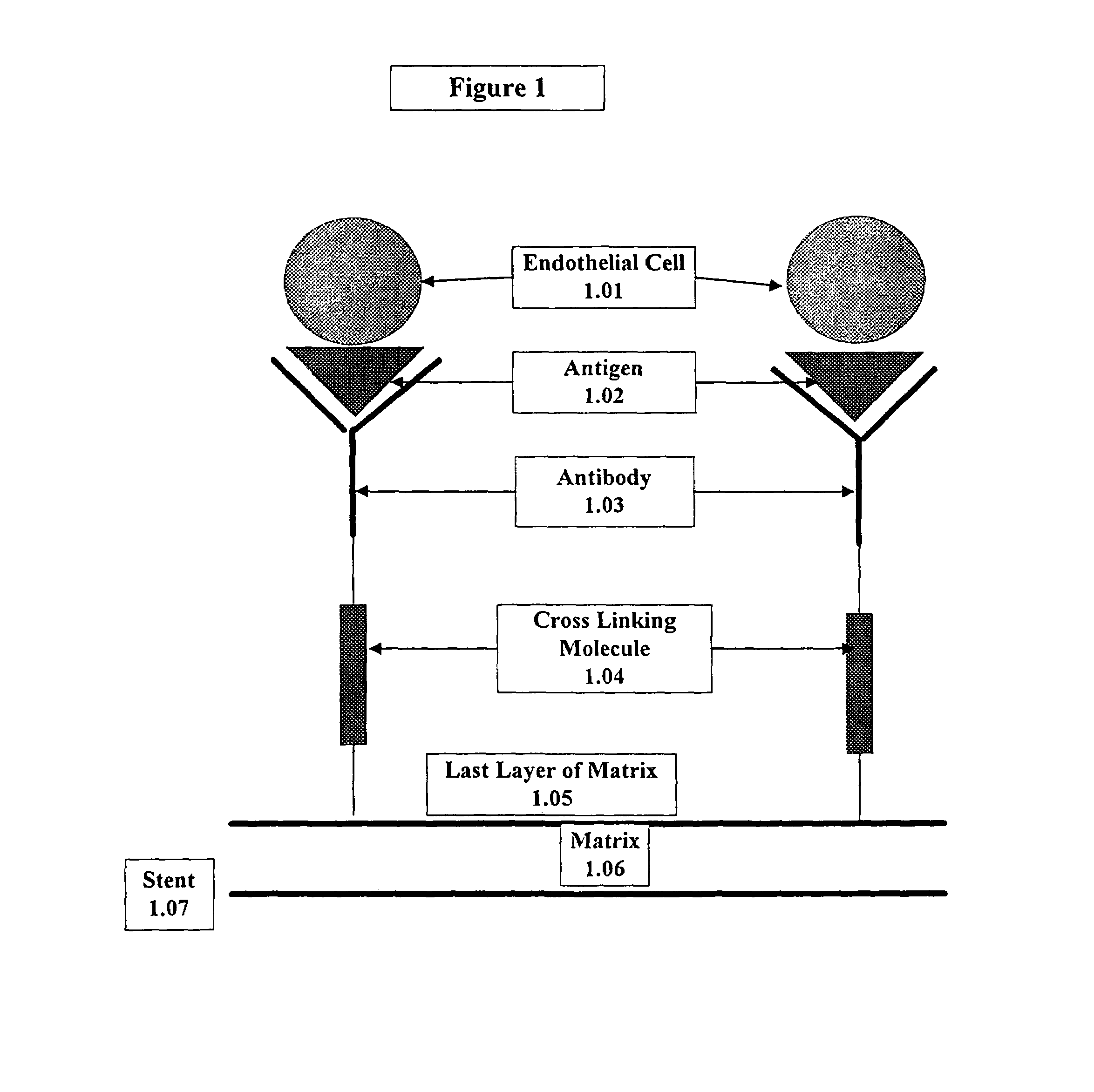 Medical device with coating that promotes endothelial cell adherence
