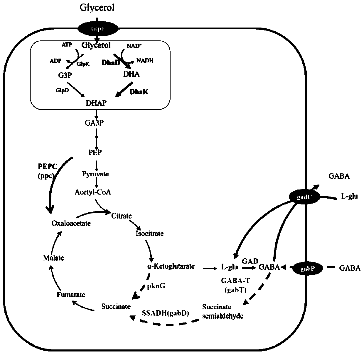 Recombinant bacteria for producing gamma-aminobutyric acid by glycerin and construction method of recombinant bacteria