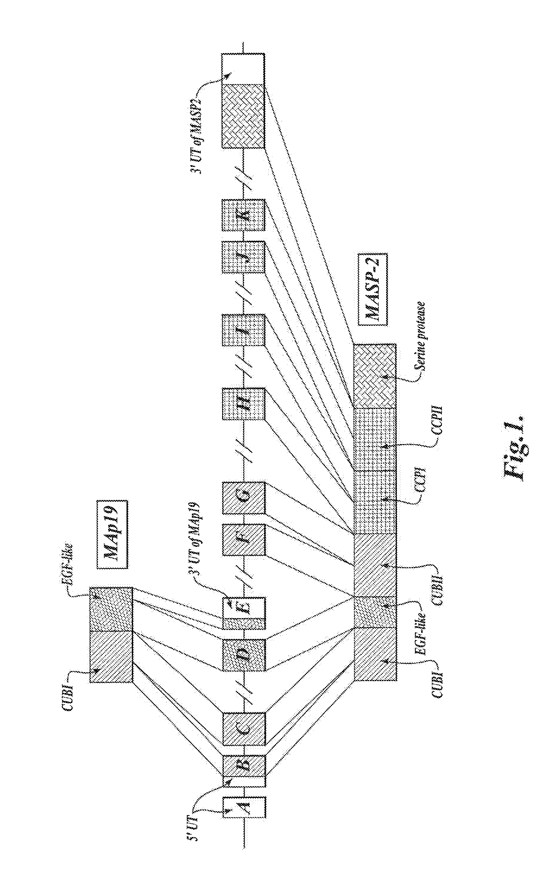 Methods for Treating Conditions Associated with MASP-2 Dependent Complement Activation