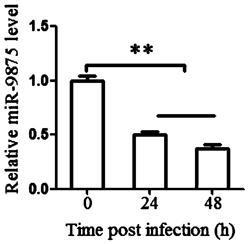 Application of antisense nucleic acid AMO-miR-9875 in the preparation of anti-white spot syndrome virus preparations